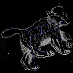 dream the bear