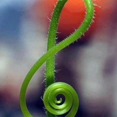 Amy's Lullaby [FREE DL]