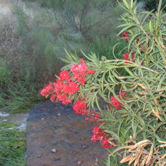 Pistas de Peter Murillo - 02-sr chinarro-tu casa o la mia (creado con Spreaker)