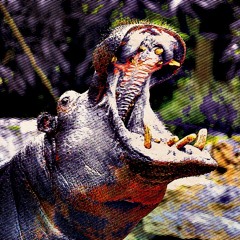 HIPPO!