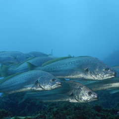 LT Balkin - Dewfish mastered by [Sutured]