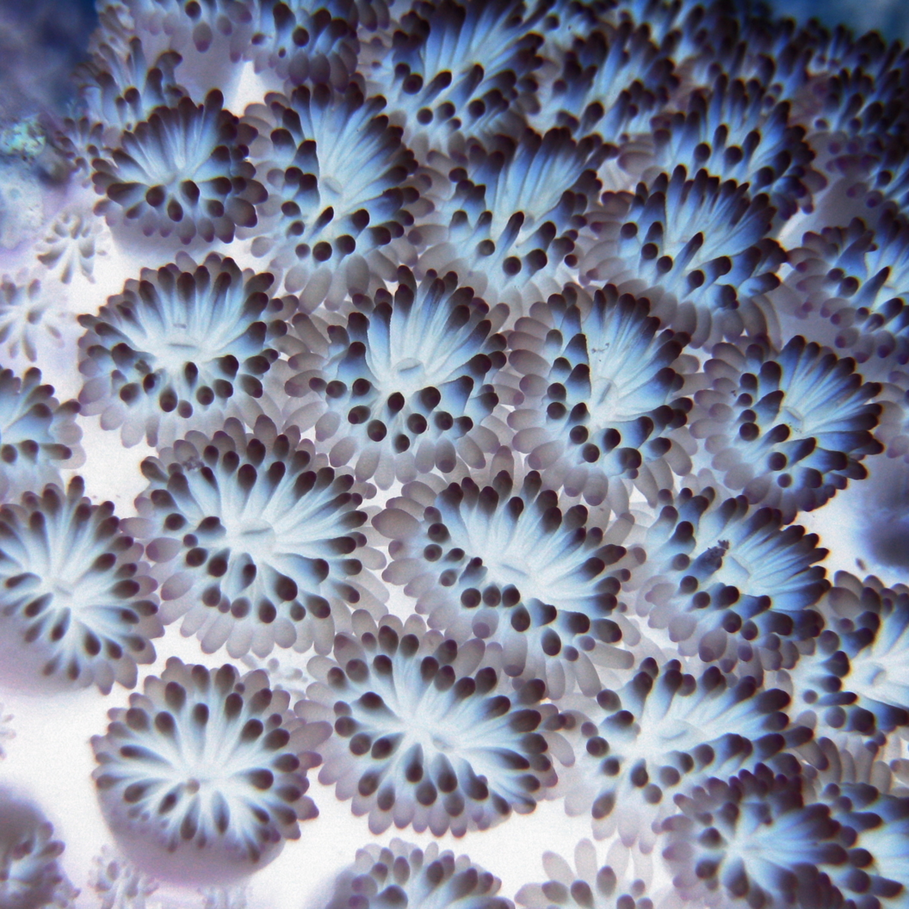 Coral episode artwork