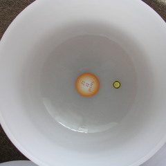 "D" Sacral Chakra, Creation, Flow, Frosted Crystal Singing Bowl