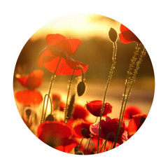 Leader Of The Pack - Acoustic