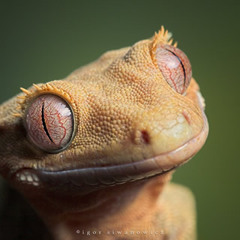 OlDesacrisfomigratoweª