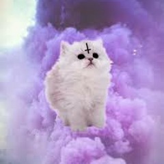 MY CAT LIKES THIS SONG