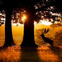 《Still》Hillsong-- classical guitar solo arranged and played by Tang Ying Chong