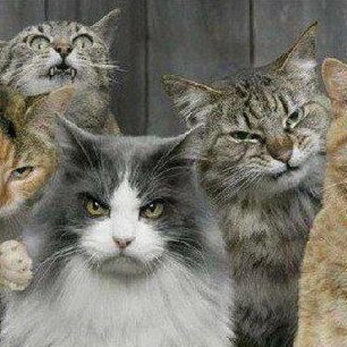 Off those Crumpets you Demented Felines!