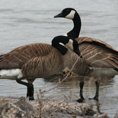 Stream Jerry Tuan Listen To Minnano Nihongo Cd1 Playlist Online For Free On Soundcloud