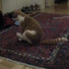 Itchy Cat Bum