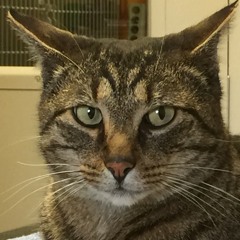 Hacky rap DJ air horn but it's meows