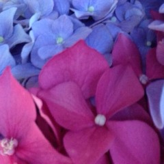 me and hazel Hey Stephen (cover)