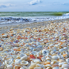 Sea Shore Shell Sounds 1 Hour