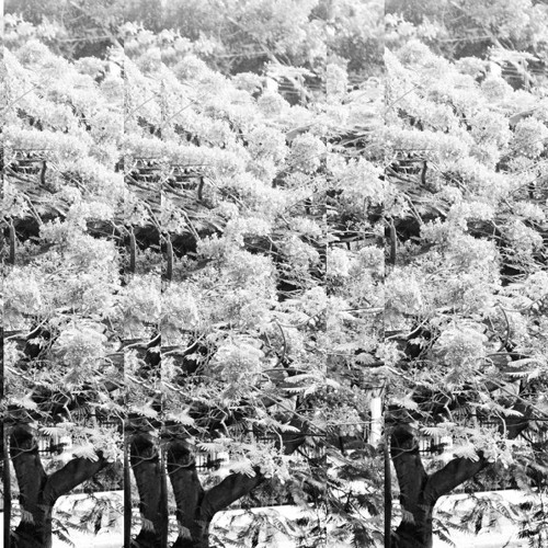 Hernan Cronner - Acacia