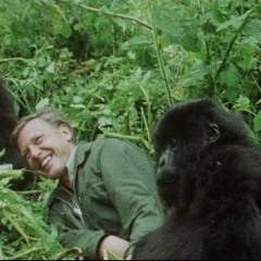 David Attenborough Gorilla Jazz