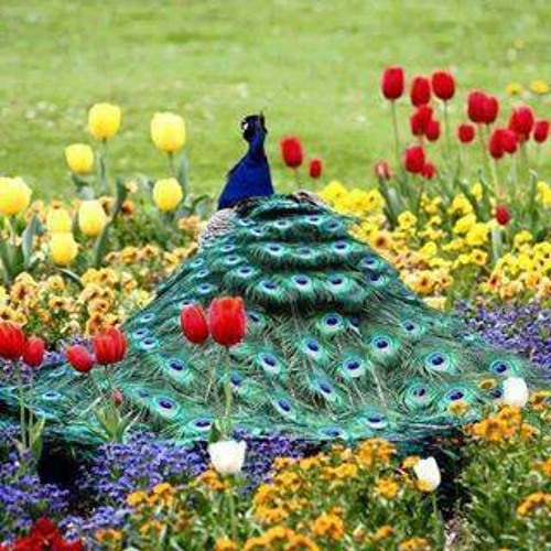 Shah Karim E Khen Ulo (Fouzia And Chorus)
