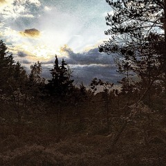 My forest is your garden