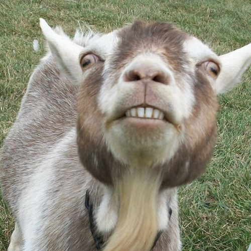 goat listening to music meme goat listening to music meme