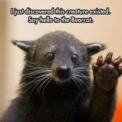 "Flight Of The Bearcat" by Barry Brickey