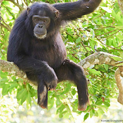 Ugandan chimps losing limbs to snares