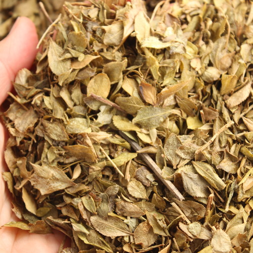 Rewards from modern uses of South Africa’s buchu plant