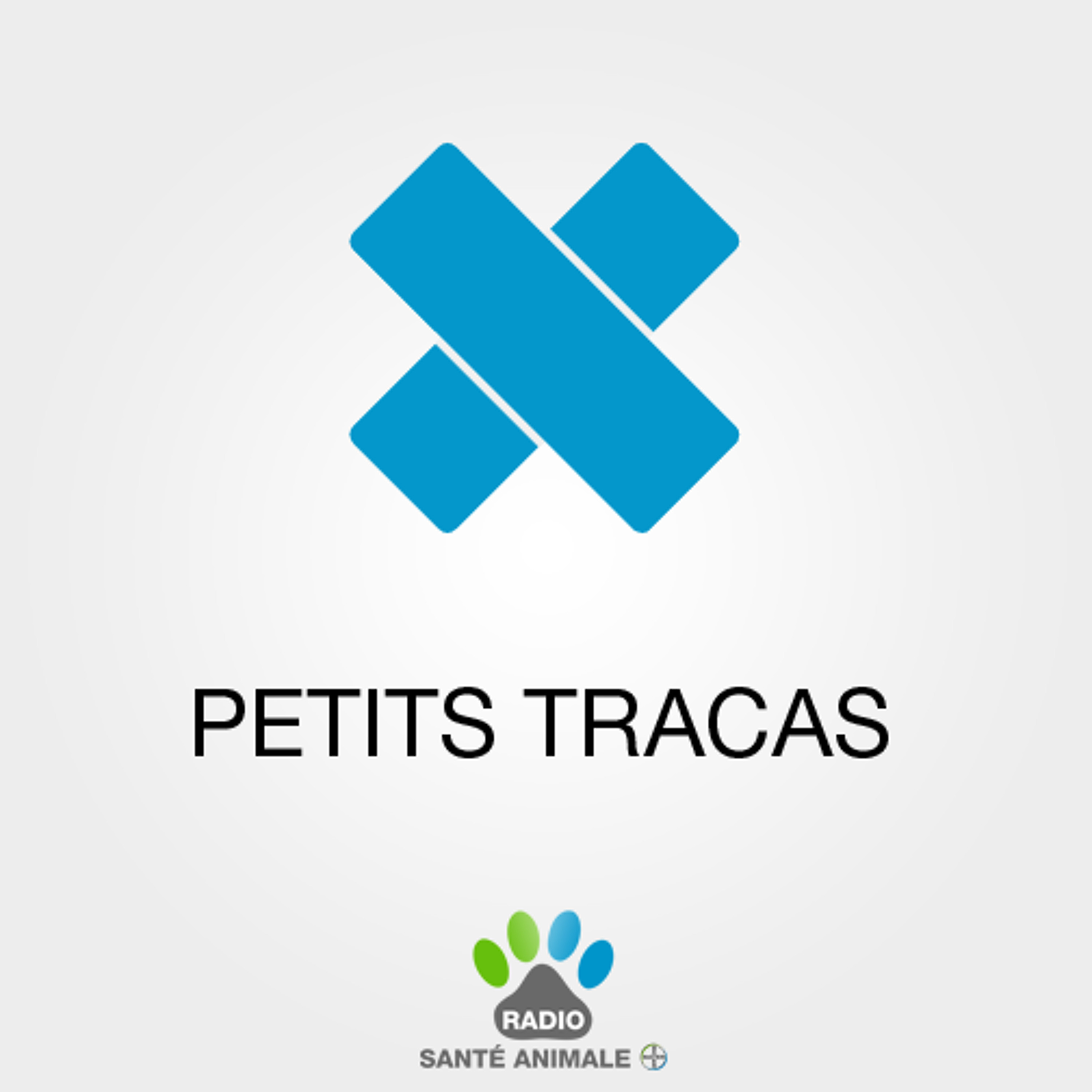 J'ai un chien, un chat et je viens d'adopter un lapin. Comment réussir la cohabitation ?