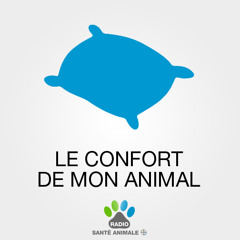 Le confort de mon animal - L'été arrive, les puces et les tiques aussi