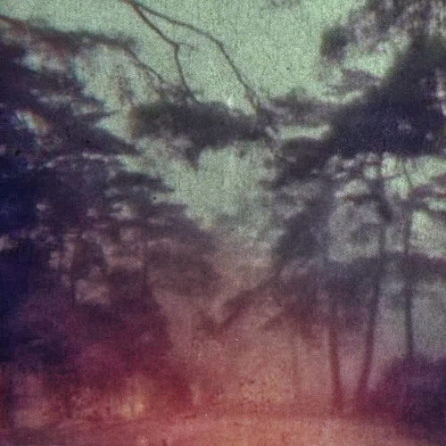 Orchid Mantis - Flashbulb Memory