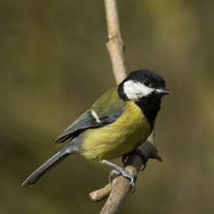 Great Tit - song
