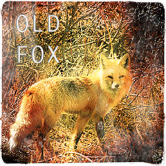OLD FOX