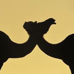 camel of love - yehoo shalem ezrahi