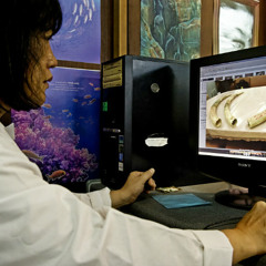 Genetic maps target ivory black market
