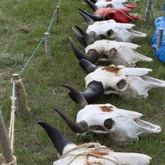 willy black cat, ceremonial singer