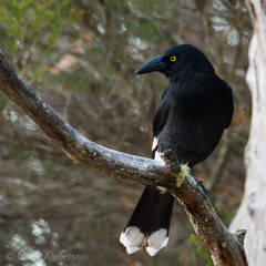 Currawong Concerto - Macleay River Valley, Australia