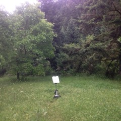 AMBIENCE FOREST (BIRDS INSECTS)