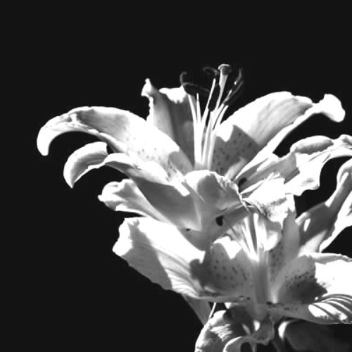 Stream DRAIN YOU (Nirvana cover) by Mad Mags Listen online for free