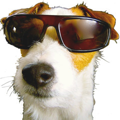 DOGGOMUZIK ------ Every Day 2019 revamp! (Inst)