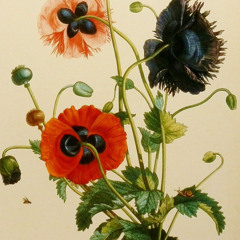 Opium Flowers [cover]