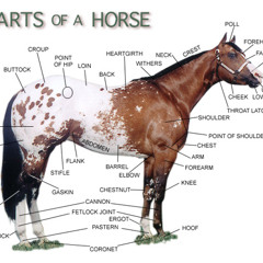 A Horse Eating Grass