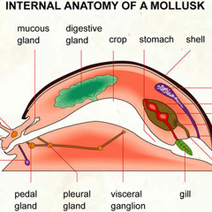 The Mollusk - Ween (Cover)