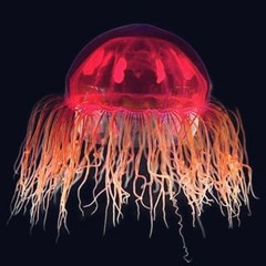 Closed-eye Voyage (The Continuation)