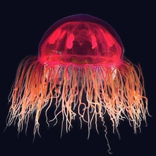 Closed-eye Voyage (The Continuation)