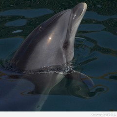 Дельфин - Я Люблю Людей ( InSectah botleg )