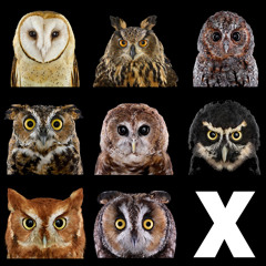 Owl X Eclectic House Mix vol1