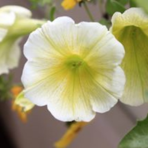 Con Thuyen Doi - Giang Hong Ngoc