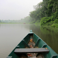 The Amazon