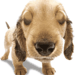 Emaciated Funky Lil Doggy-DEMO