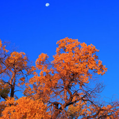 Golden Autumn Under The Moon (Cucurbit Flute)