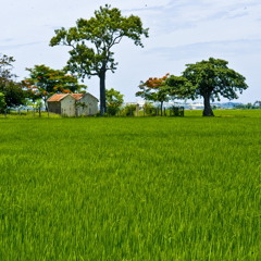 LK Cho tôi lại từ đầu - Quê hương tuổi thơ tôi