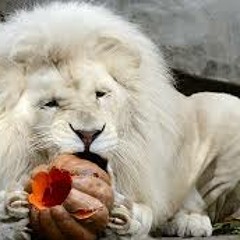 Alel,jafettt - Tierra. .k.c (3 the roots)